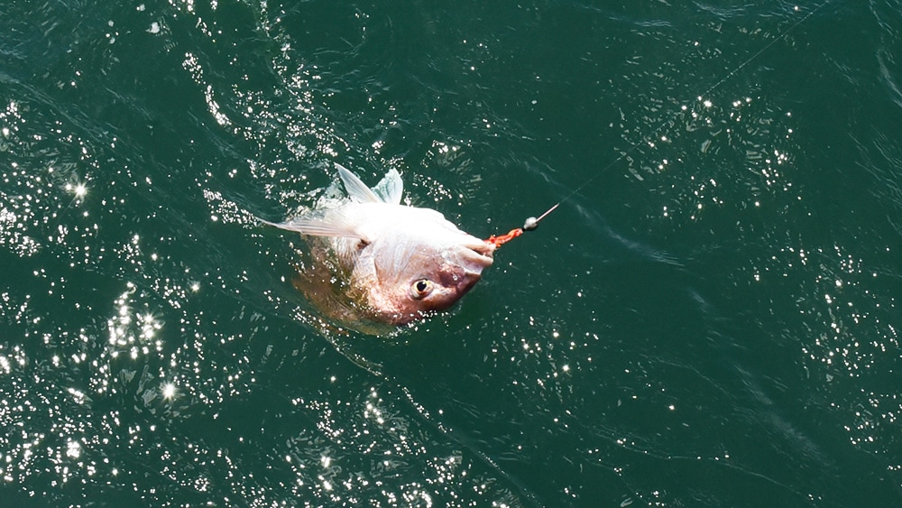 水深などから潮の状況や船長の意図を読み取り、釣り方の参考にすることが次の本命を手にするための一歩となる。
