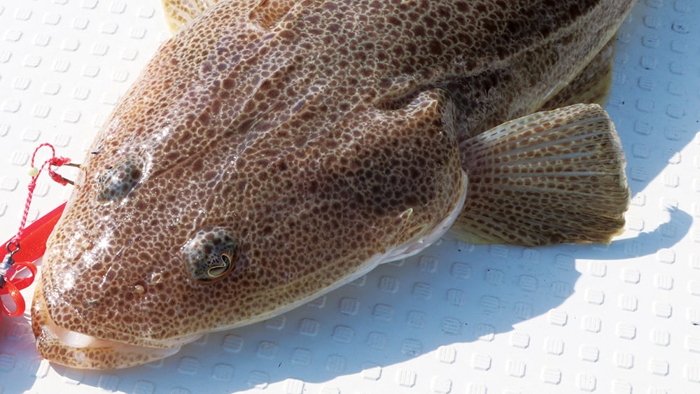 釣れる魚から潮の状況を読み取ることができる。コチ類がヒットするときはあまりいい潮の流れではないことが多い。