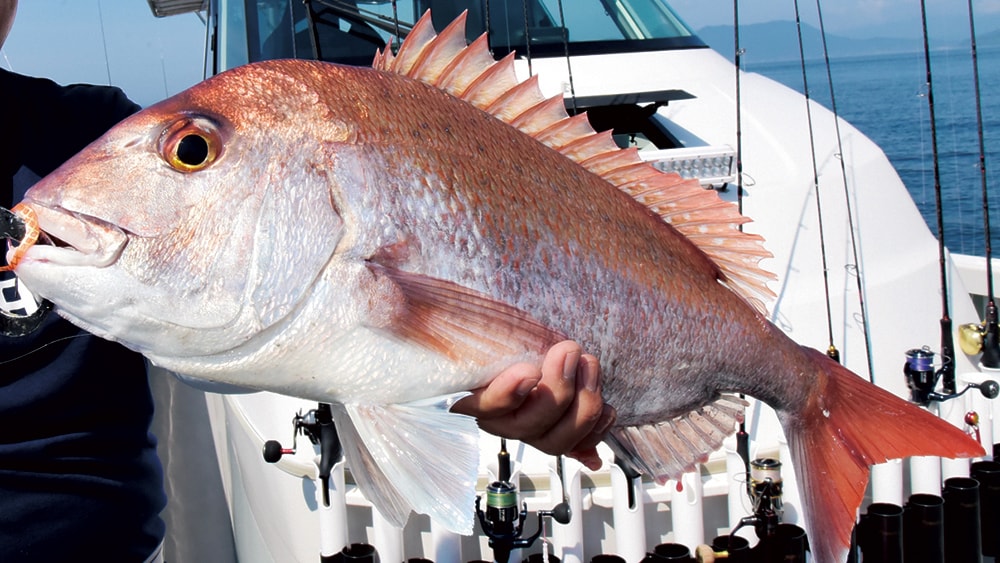 広島沖の鯛ラバを赤澤康弘が解説！　秋のタフコンディションを打破する戦略