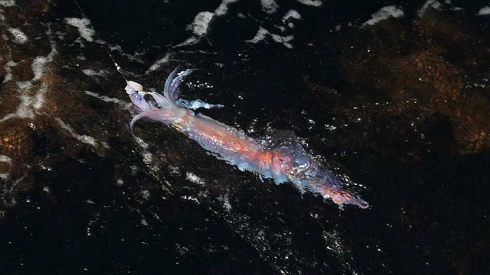 【ボートエギングファン】フレッシュアングラー4人で挑む、福井県・三国沖のメタルスッテゲーム