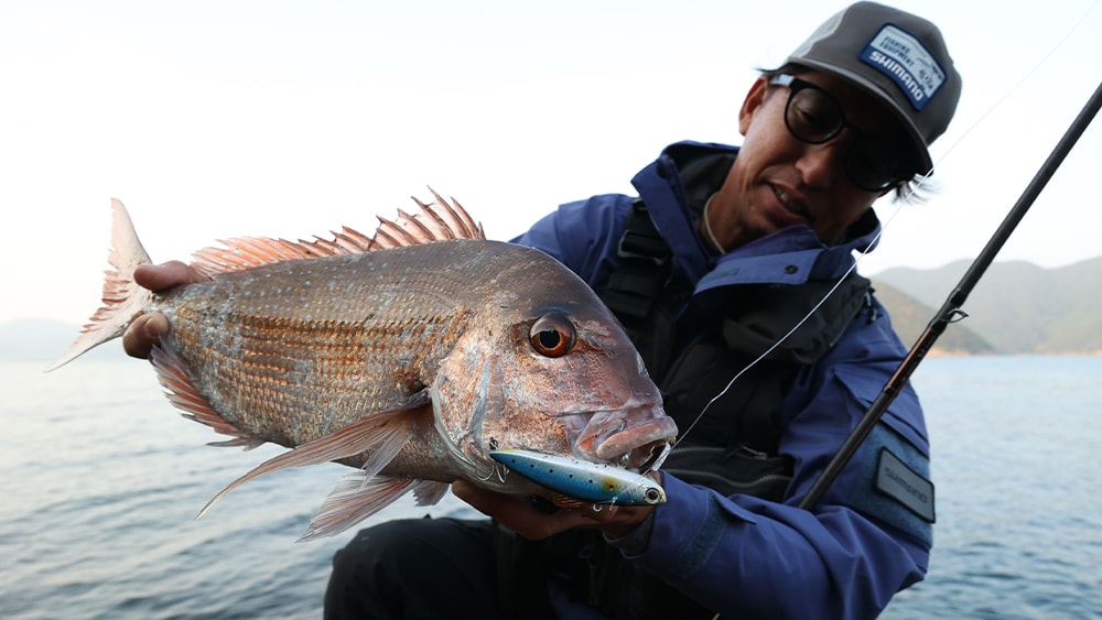 小魚を捕食するマダイはロックフィッシュゲームで釣れることが多い。ヒットルアーはエクスセンス サルベージソリッド85ES。