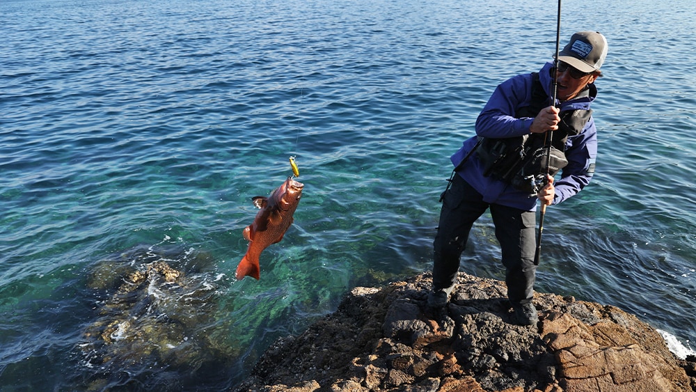 マダイ、オオモンハタに続いて釣り上げたのはスジアラ。