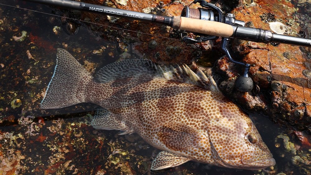 ハードロッカーエクスチューンは全7機種で全国各地のロックフィッシュゲームをカバーする。