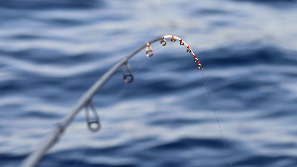 ステイ中はエギの抵抗でティップが一定にもたれ、ティップの変化でアタリをとる。