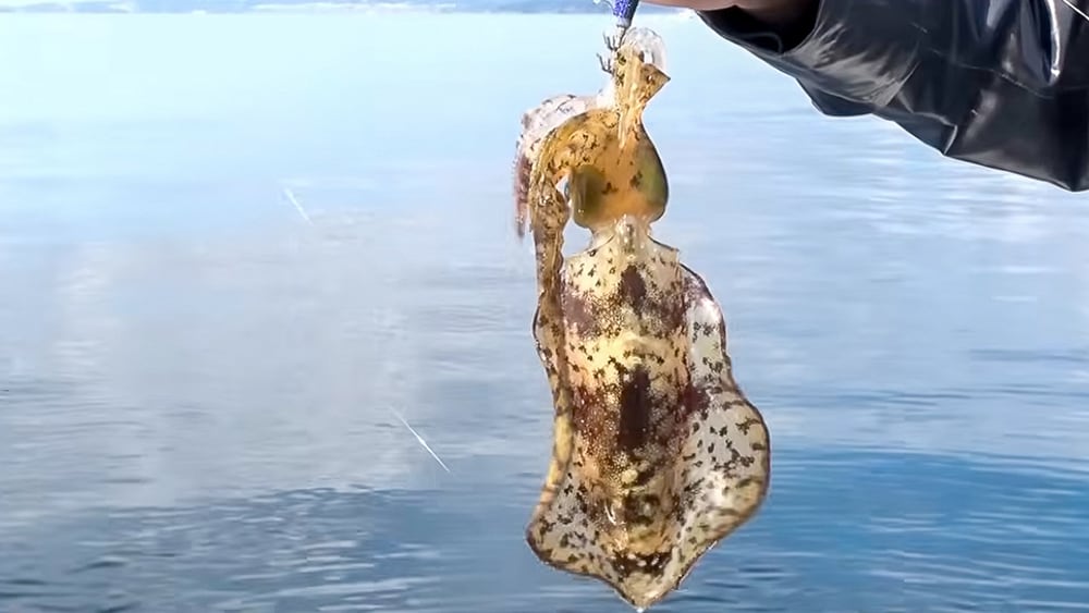 終盤になり、加藤さんにヒット。小型であったが、しっかりとアタリを取り掛けられたことで、満足の釣果となった。そして賞品の梅干しを手にした。