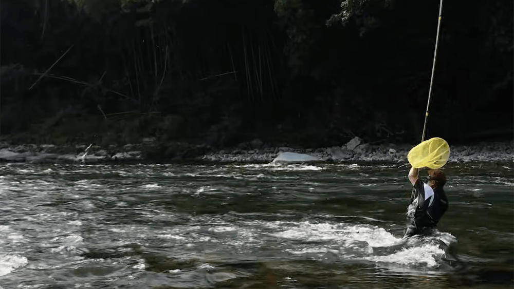 胸まで浸かり、大型の鮎とやり取りする坂本さん。この後、ロッドを岸際に倒し、自身も移動して誘導。ネットに収まったのは29cmの良型。