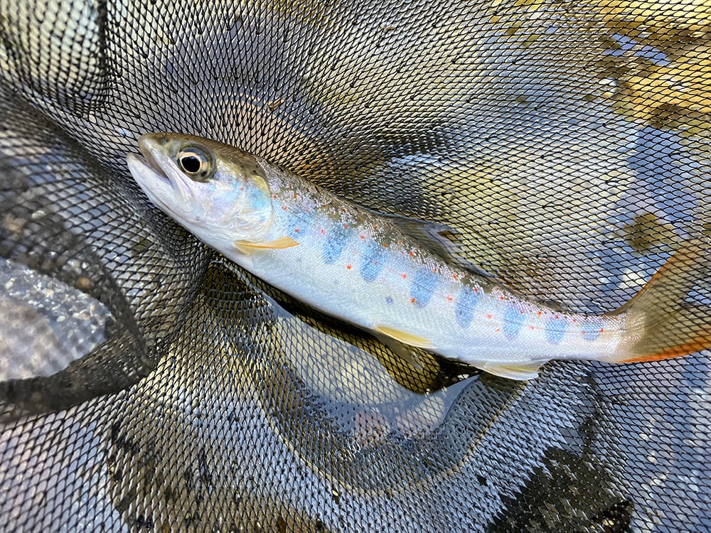 天気も景色も最高なのですが釣果は・・・