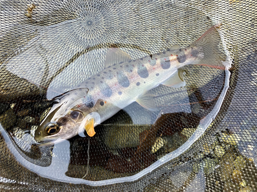 午後からの景色・・・たまたま魚の写真を撮ったついでに川の写真も撮ったのですが午前中の景色の写真と似たような・・・。