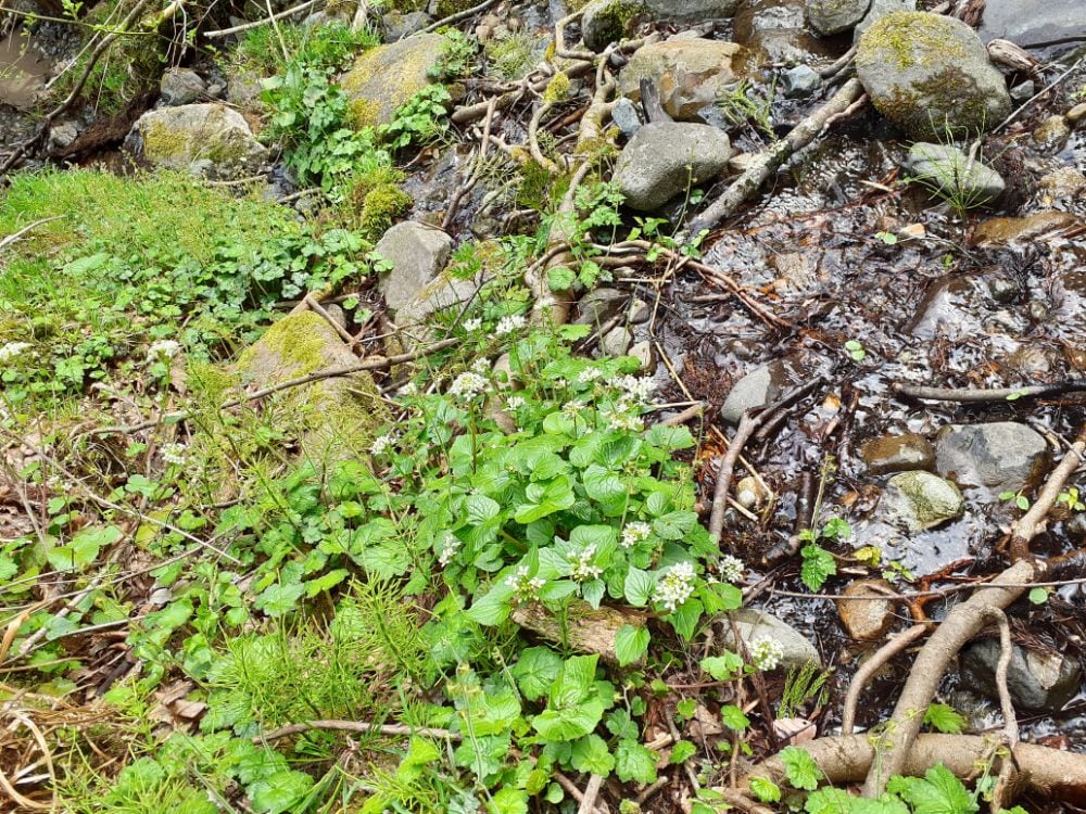 打波川沿いはかつて人が住んでいた頃に栽培されていたであろうワサビが野生化しているのか、所々に群生しています。