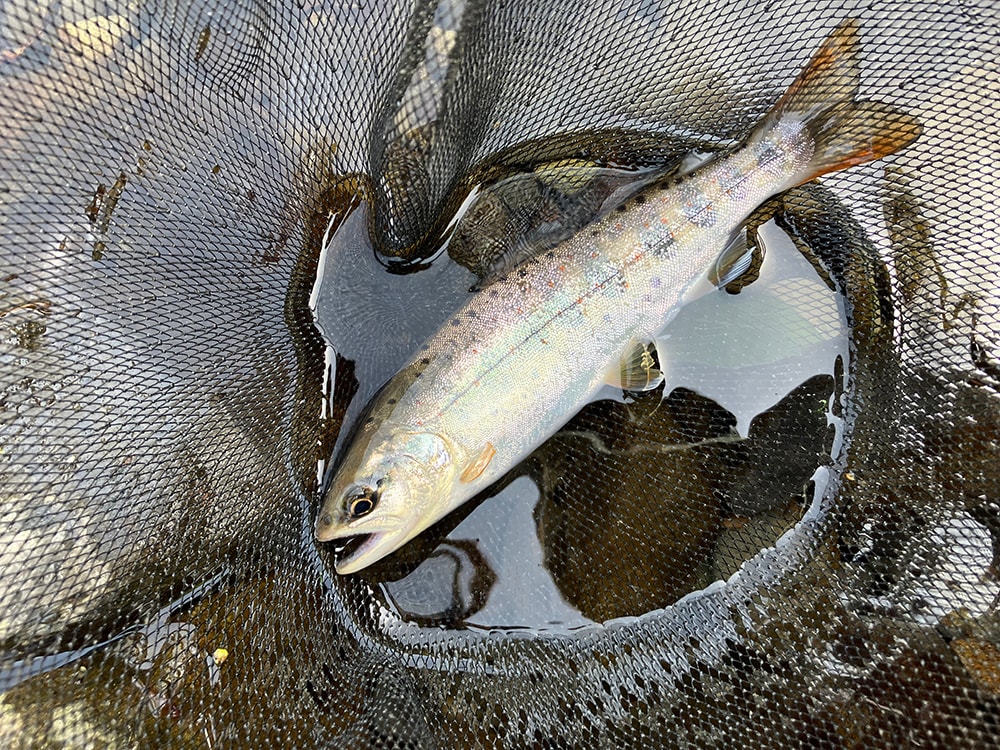 根来さんは常に私の後を釣り上がり。それでも私より釣ってきます。