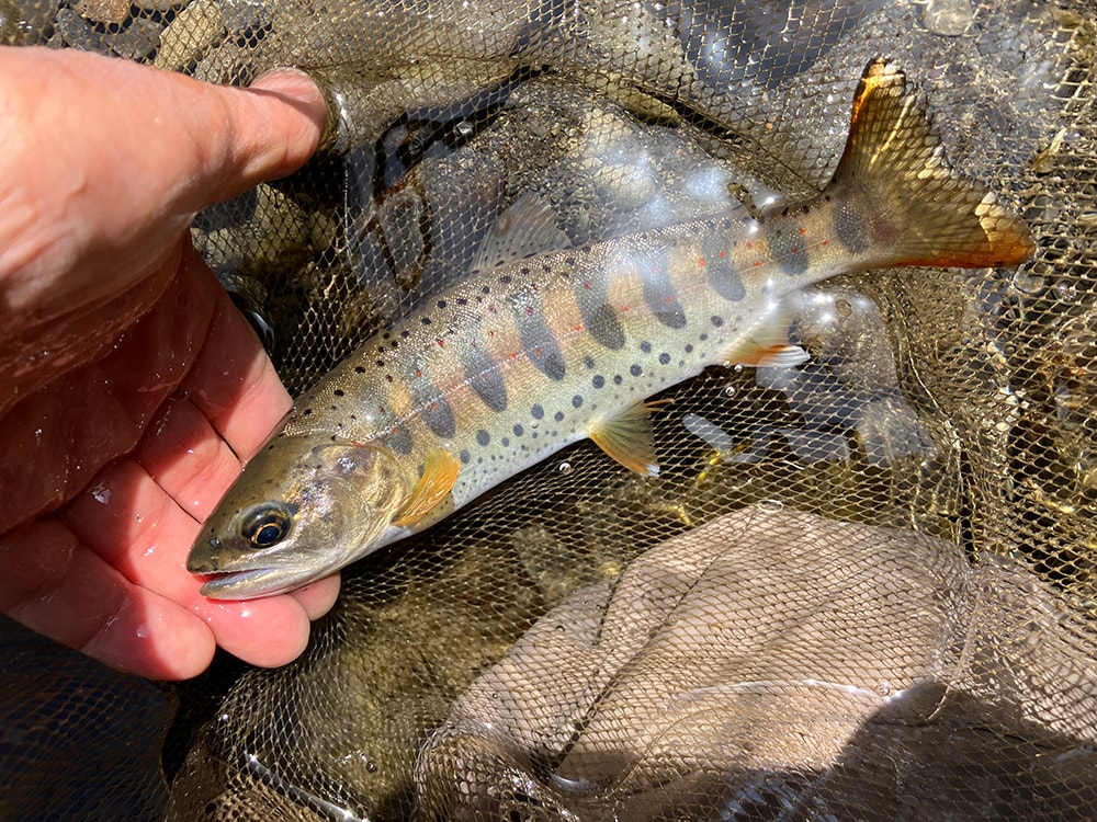 その後も風に煽られ、まともに仕掛けを流せず気持ちが萎えてきます。エサも無くなったので午前の部は終了。