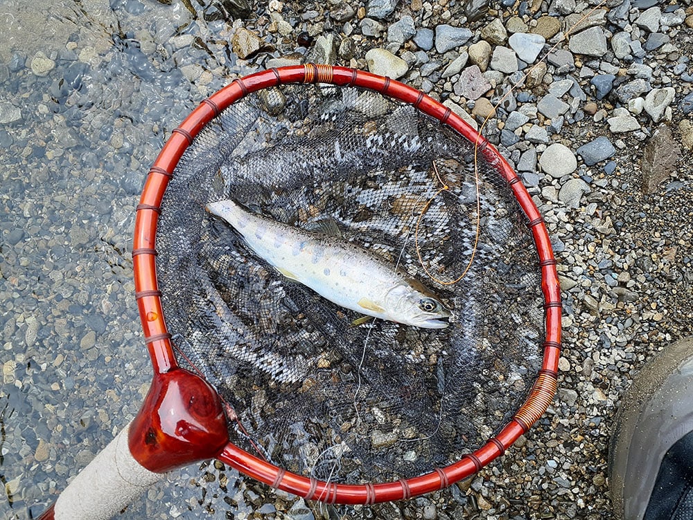 渇水でエサの流下量が少ないのか、この時期としては痩せ気味なアマゴでした。