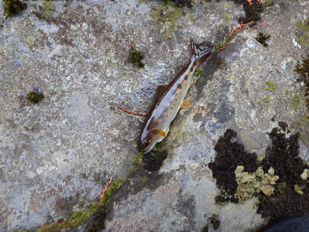 写真の背景と魚の比率の関係で小さく見えるのではありません。実際に小さい。