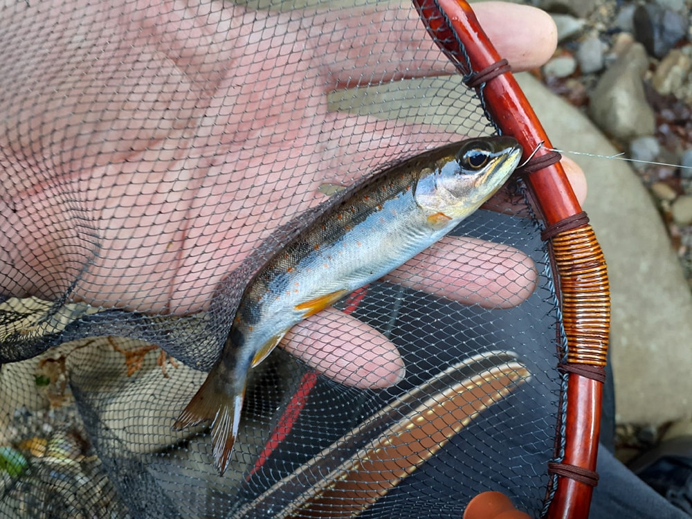 釣れども釣れどもこのサイズでは…