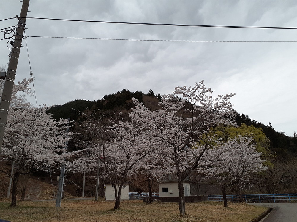 山原ダムサイトの桜は丁度満開でした。
