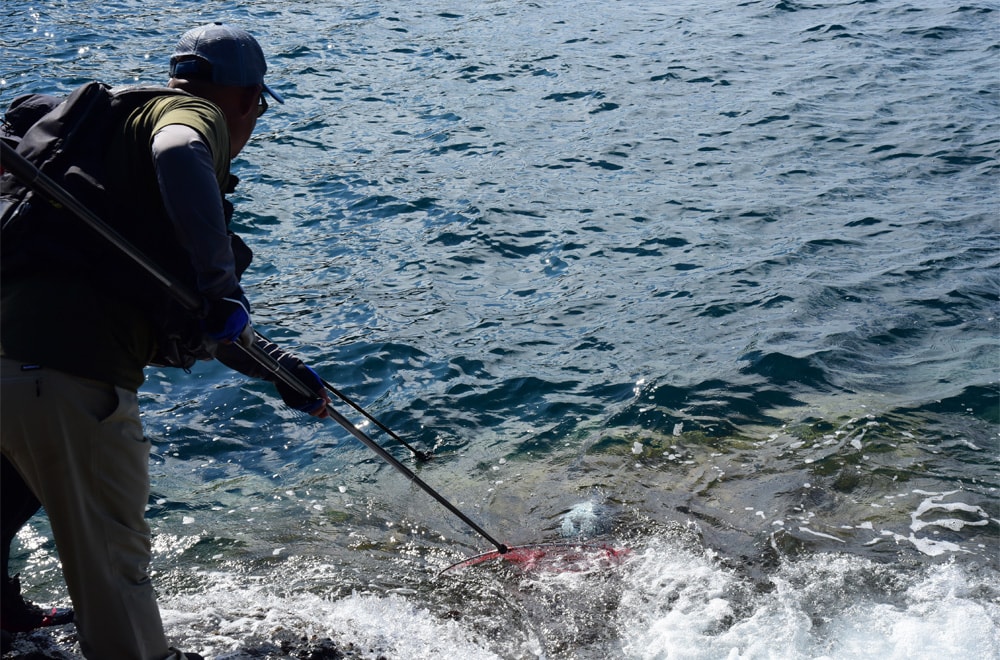 玉網で海中に浸けて元気になったところでリリース。