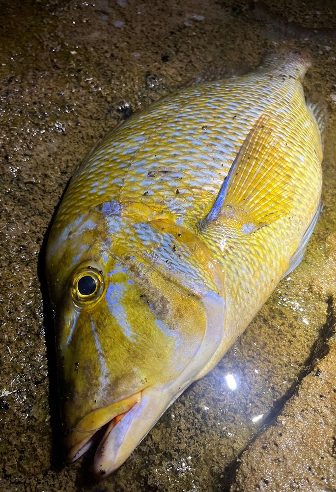 このサイズでも、大きなアタリを見せてくれるので、竿尻が浮いた瞬間、「ドキッ」とします。