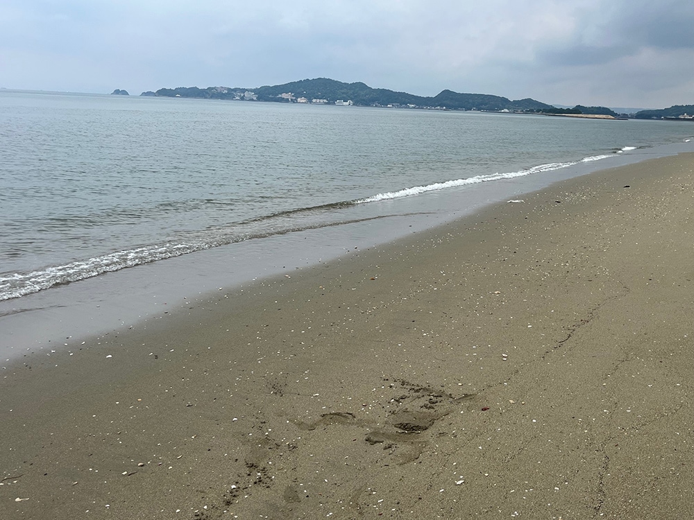 潮がどんどん下げ、沖にサンドバーが出だした頃に、この日初めて素バリを引いたのを機に、ストップフィッシングとしました。 潮がどんどん下げ、沖にサンドバーが出だした頃に、この日初めて素バリを引いたのを機に、ストップフィッシングとしました。