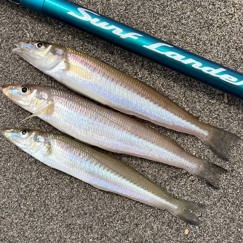 かなりの20センチオーバーを含む、綺麗な魚体のシロギスがたくさん釣れ、早朝の数時間でしたが、思う存分激しいアタリを楽しむ事が出来ました。 かなりの20センチオーバーを含む、綺麗な魚体のシロギスがたくさん釣れ、早朝の数時間でしたが、思う存分激しいアタリを楽しむ事が出来ました。