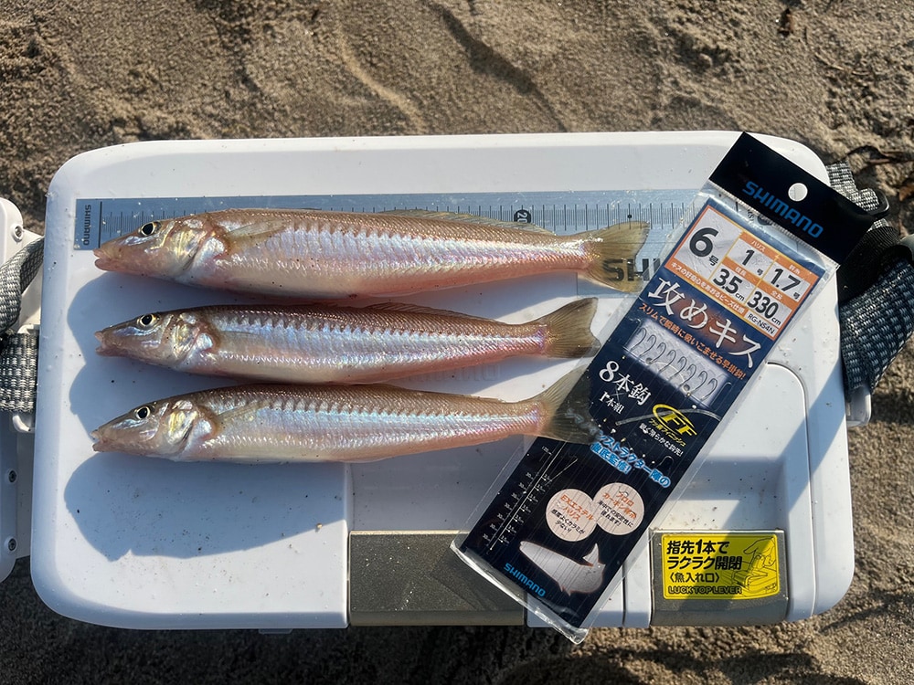 ゆっくりと砂浜へ引きずり上げたのは、26センチ1匹と23センチ2匹の3連です。 ゆっくりと砂浜へ引きずり上げたのは、26センチ1匹と23センチ2匹の3連です。