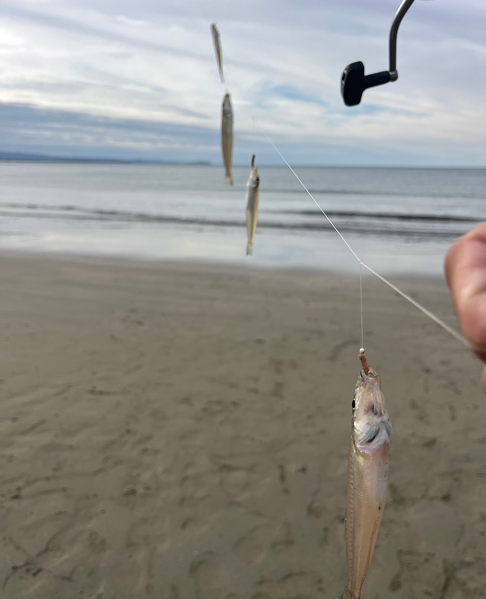 潮がどんどん下げていく中、同様のステイ釣法で釣果を伸ばしていきます。