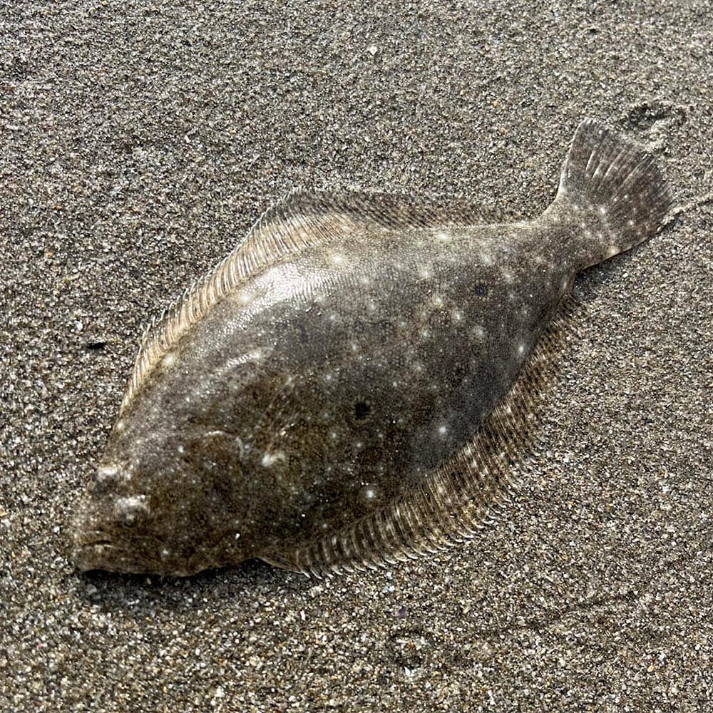 その後は、16～18センチ交じりに毎投毎にシロギスが鈴なりで釣れて来ます。