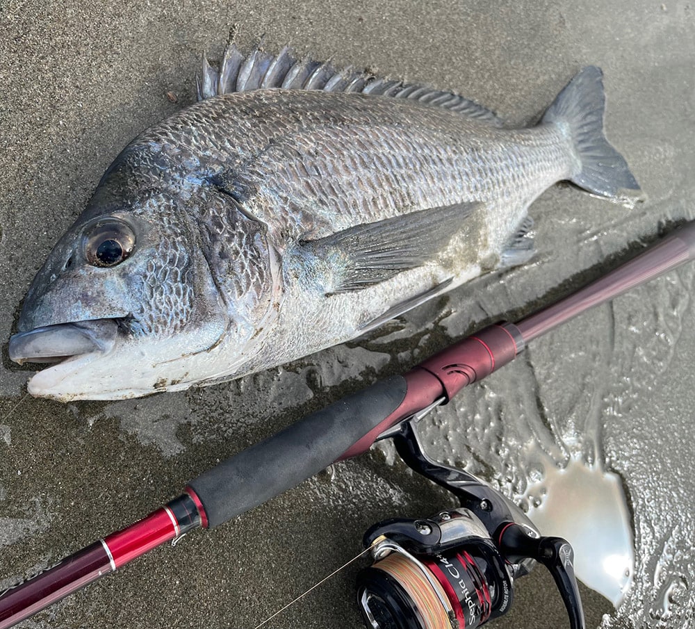 数分後のやり取りの末、波打ち際に姿を現したのは、なんと45センチのクロダイ。