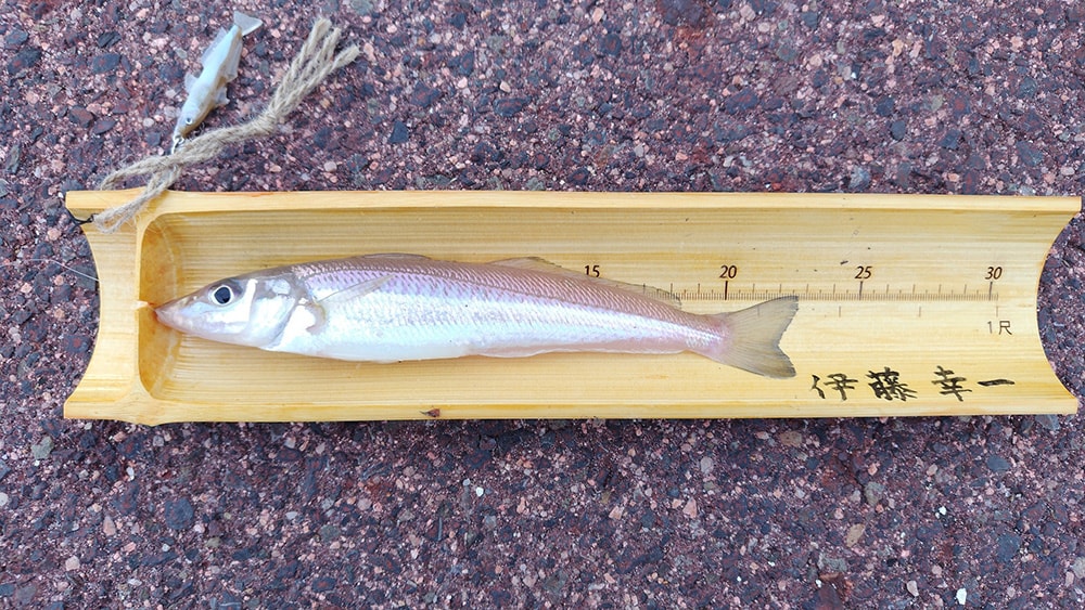 その後も、25cmオーバーを狙いキャストし続けましたが、やはり、そう簡単に大物はキャッチできませんでした。