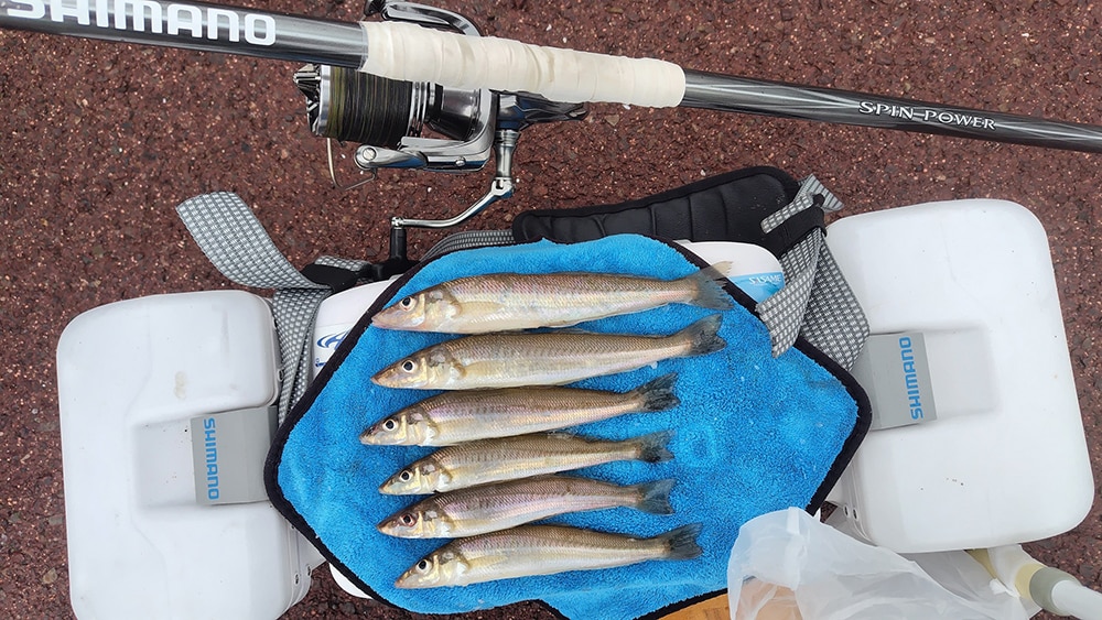 その工夫が効いたのか？16cm~20cmクラスの3連もあり、数も揃いました。