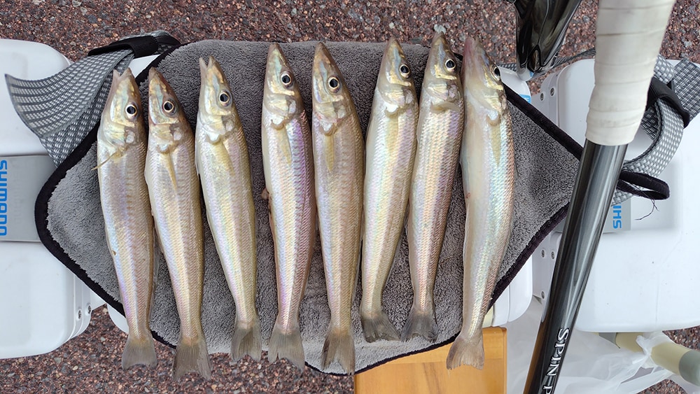 サイズ、数ともに今日、最終日が一番よく、厳寒期のシロギス釣りとしては十分楽しめました。