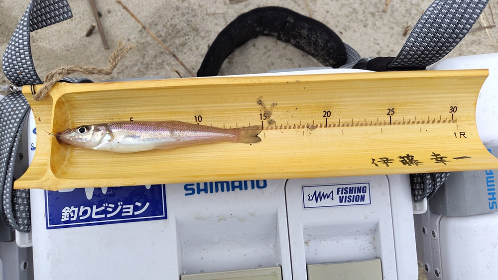 すると、きれいな海面から姿を現したのは、16㎝ほどの美しい天橋立シロギスです。