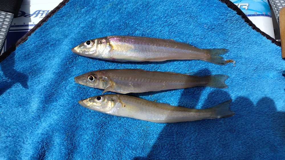 釣果としては3匹ですので、通常のキス釣りとしては、かなり少ないですが、自分の思い通りのプロセスで、釣り上げることができたので十分満足です。