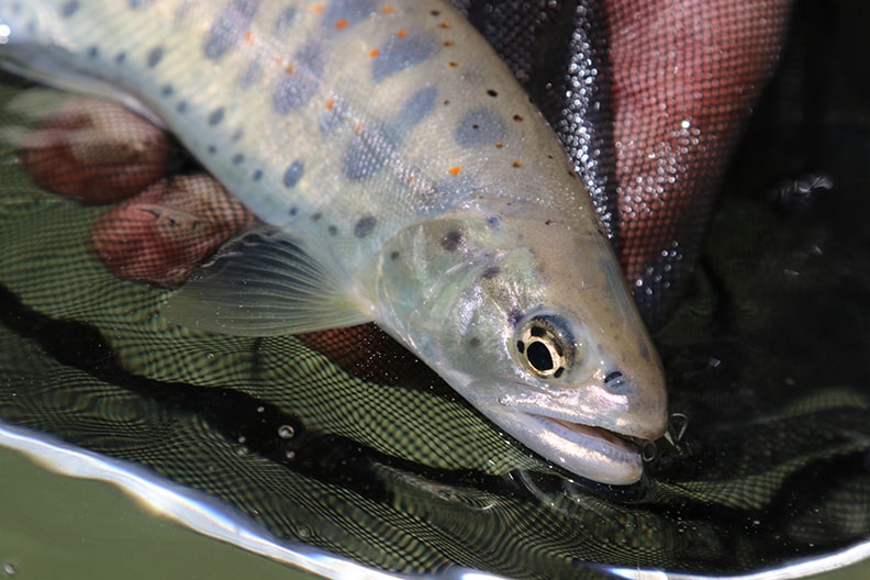 木曽谷の本流アマゴに挑む（後編）