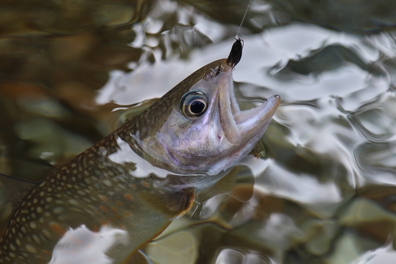 テンカラで越中の夏イワナと遊ぶ（前編）