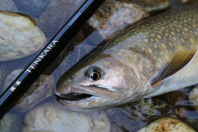 テンカラで越中の夏イワナと遊ぶ（後編）