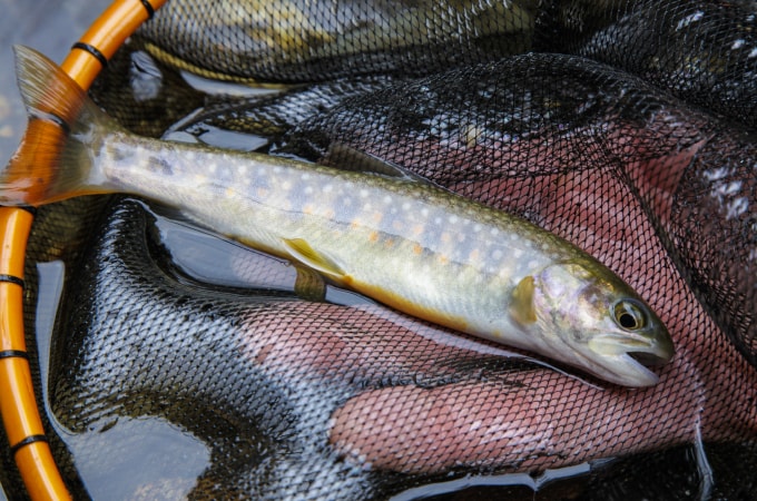 シーズン初期のイワナ釣り | ようこそ、渓流釣りの世界へ