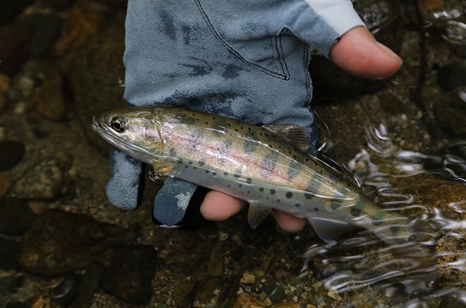 可愛いサイズながら幸先よく本命が出てくれた。この先どんな魚と出逢えるだろうか。