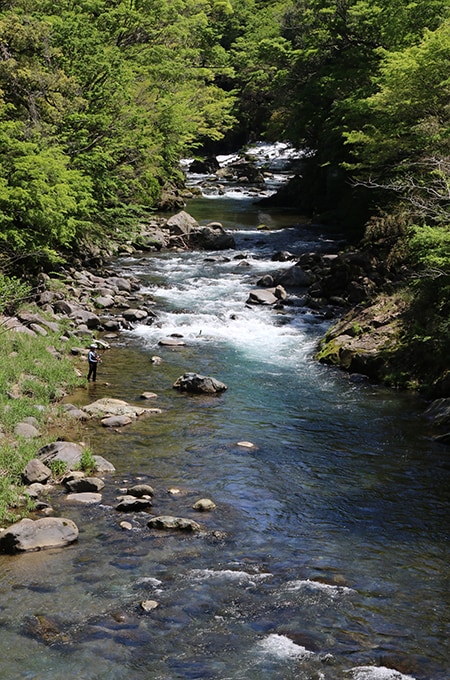 天城山系に源を発し、駿河湾に注ぐ狩野川。鮎の友釣り発祥の地として知られるが（諸説あり）、アマゴが生息する東端の河川としても有名。