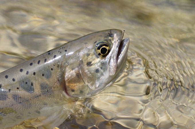 前日は最上川水系の白川と広河原川でよい釣りができた。釣行2日目は大朝日岳に源を発する荒川で、良型ヤマメを狙う。