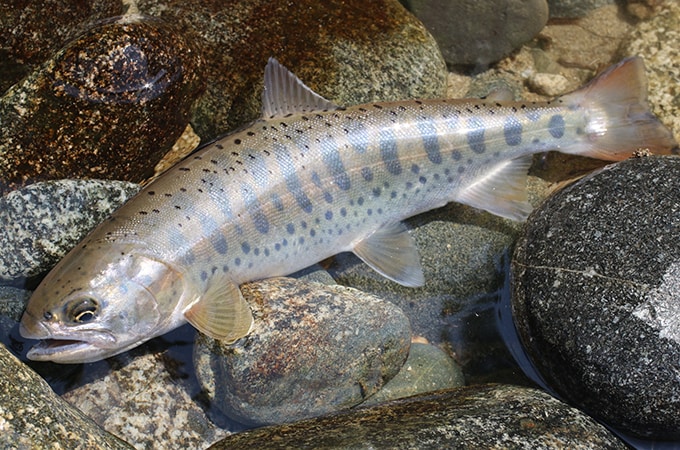 泣き尺とはいえ見事な貫禄である。丸々と太った魚体に、荒川の豊かさが垣間見えた。
