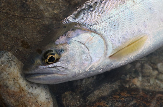朝日連峰の雪解け水が育んだ荒川のヤマメ。かつての豪雨災害にも負けず、たくましく生き抜いてくれた。