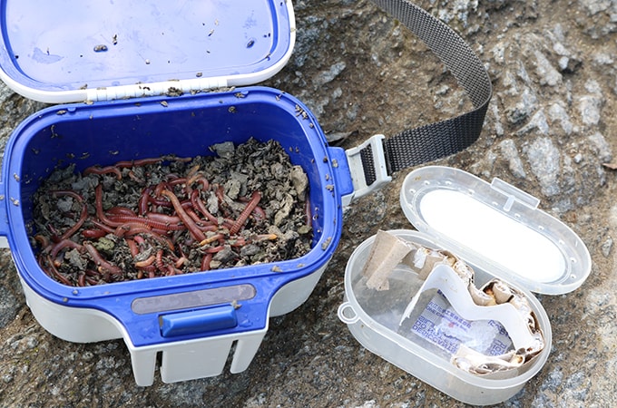 エサはミミズとブドウムシを用意した。忙しい釣り人にとって川虫採りは面倒なもの。市販エサだけでも釣りになるのは実にありがたい。