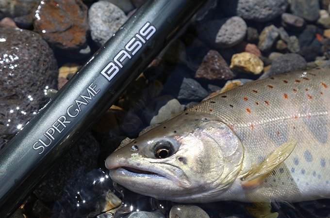 目標はズバリ尺アマゴである。すでにシーズンは後期。産卵を控えた個体が上流へ移動するため、ポイントのセレクトが非常に難しい季節だ。