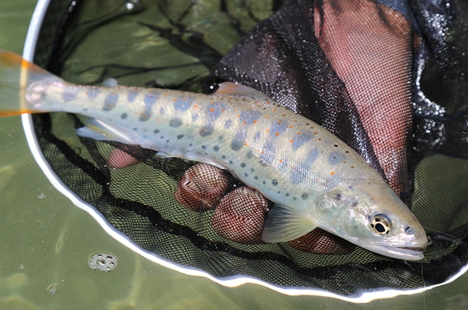 白い岩を映したかのような色白のアマゴ。おそらく、木曽山脈の水が流れるここでしか出会えない魚である。