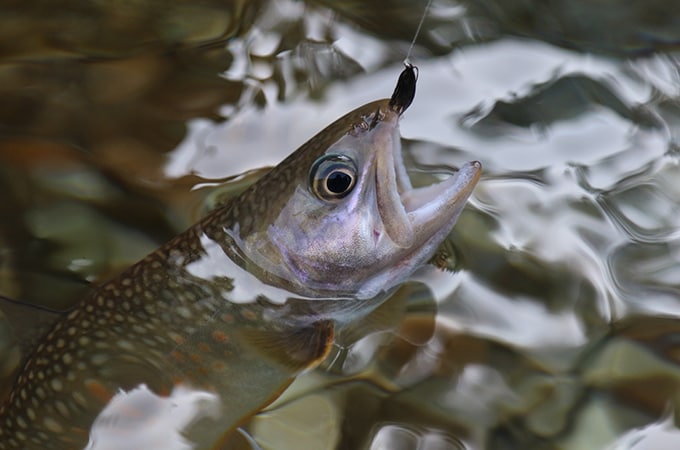 富山と岐阜の県境は周辺でも指折りの豪雪地帯。沢の水は夏でも冷たく、元気なイワナが毛バリにアタックしてくる。