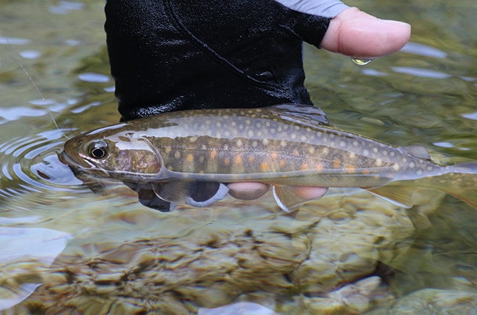 黒味の強い大長谷川のイワナ。長い冬を耐え抜いたタフな魚である。
