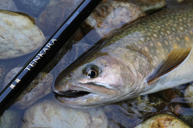 釣行初日は中〜小型が主体ながらイワナが活発に毛バリにアタックしてくれた。2日目の目標はズバリ、尺上である。