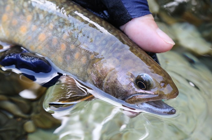 大長谷川と同様、黒味の強い魚体である。ヒレの縁が白いのは神通川水系の特徴だろうか。