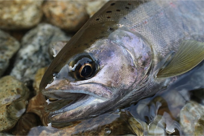 この日最初のアマゴは20cm前後。すでにサビと呼ばれる婚姻色が出ていて、産卵間近の個体であることがうかがえる。