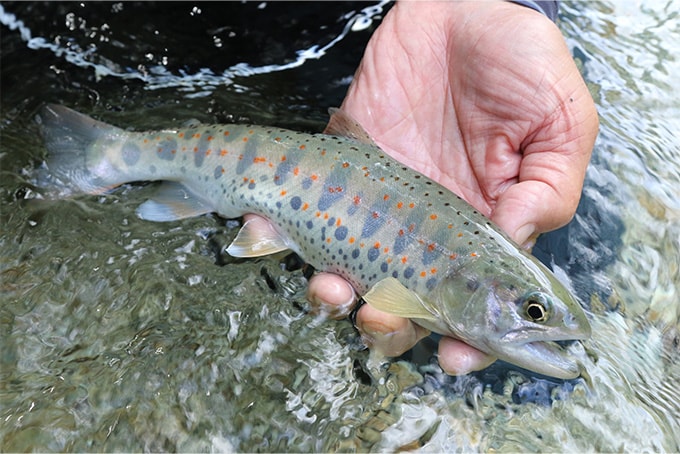 上流ではアマゴも釣れた。小川に比べてサビの出た個体が少ない。翌日、再度じっくりと阿寺川を釣り歩くことにした。